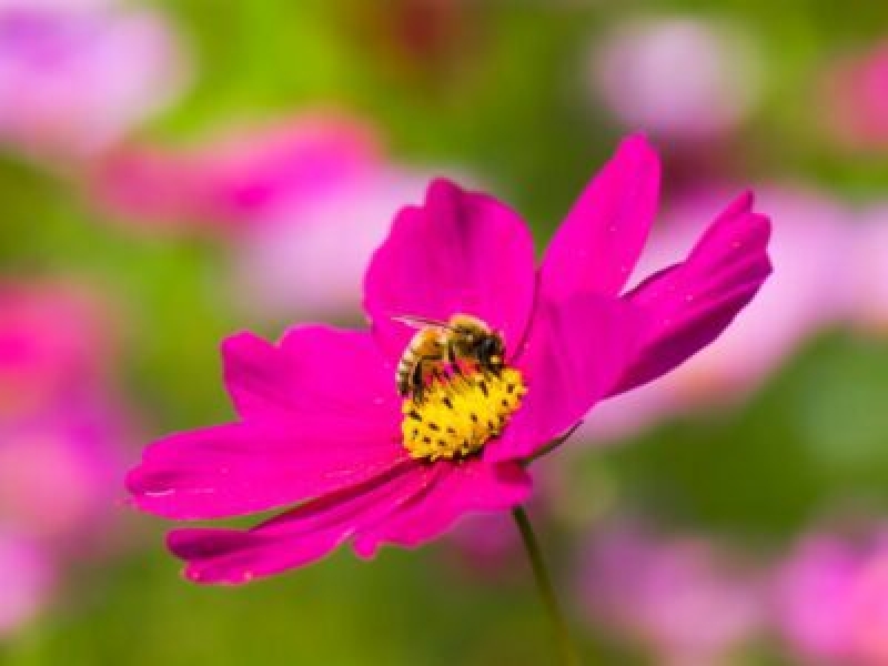 ピンクの花粉媒介者の庭のアイデア - 花粉媒介者の庭に最適なピンクの花
