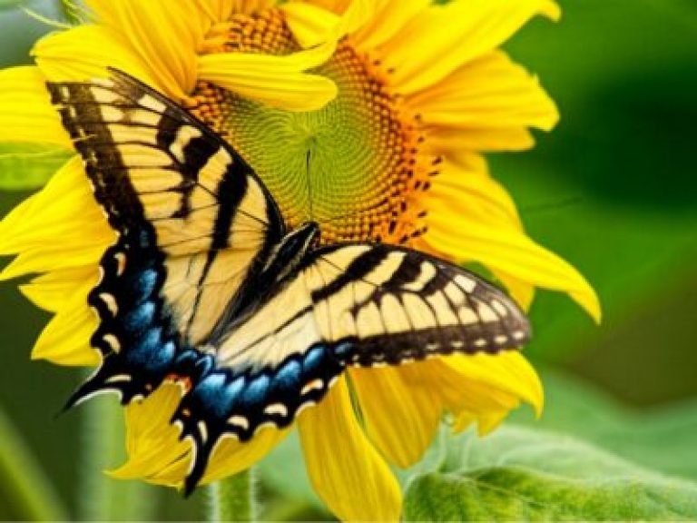 ミツバチと蝶にとって最高の一年生植物