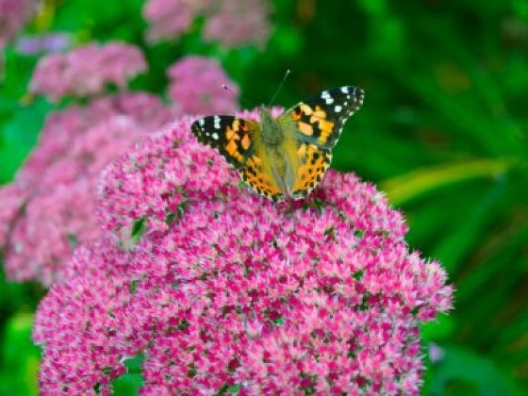 ミツバチと蝶を幸せに保つ - 秋に咲く花粉媒介の花