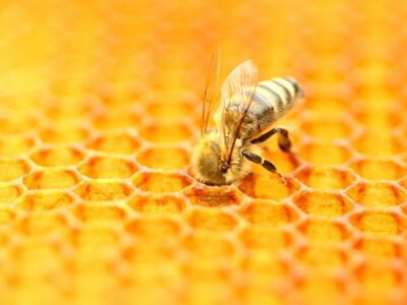 今年 8 月に全国ミツバチの日を祝いましょう