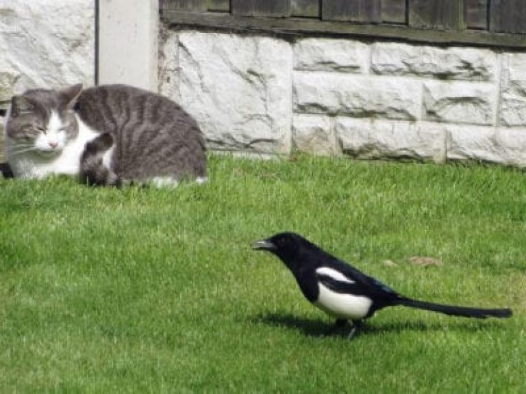庭の鳥を守る：猫による鳥殺しを阻止する方法