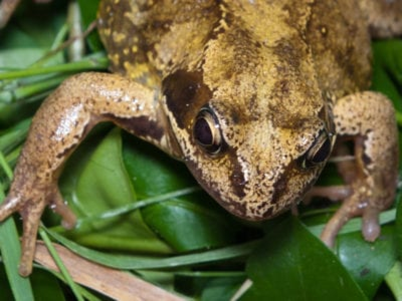 庭園内の爬虫類と両生類 – 両生類の生息地を構築する方法