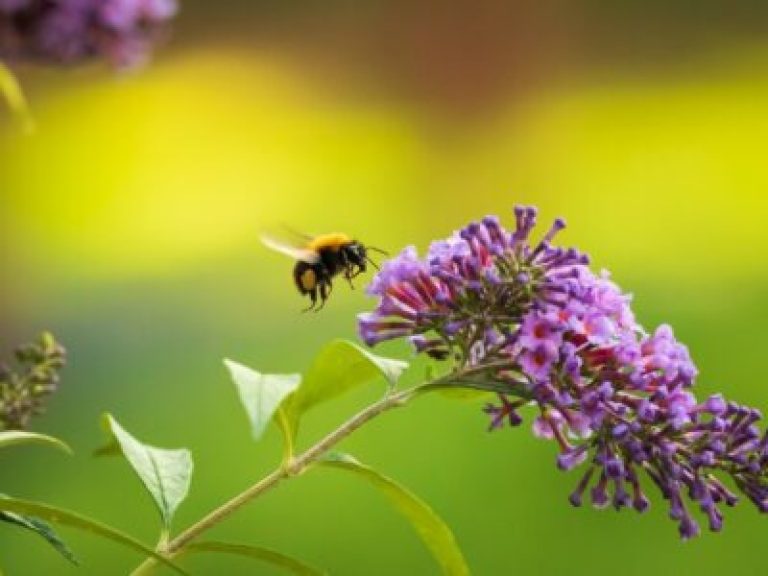 手入れが簡単な花粉媒介者庭園: 花粉媒介者のための乾燥に強い植物