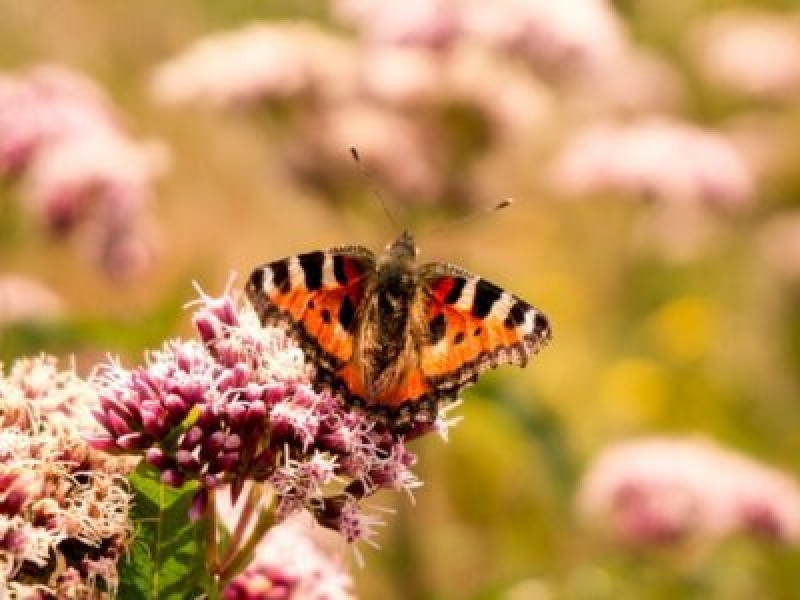 気候変動がミツバチや蝶に与える影響