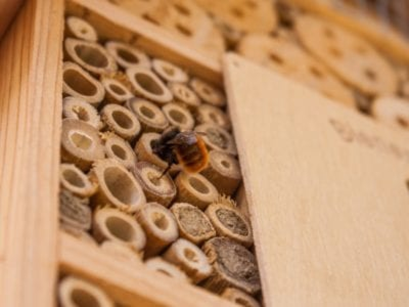 自家製ミツバチの家: 在来の花粉媒介者のためにミツバチの巣箱を作る
