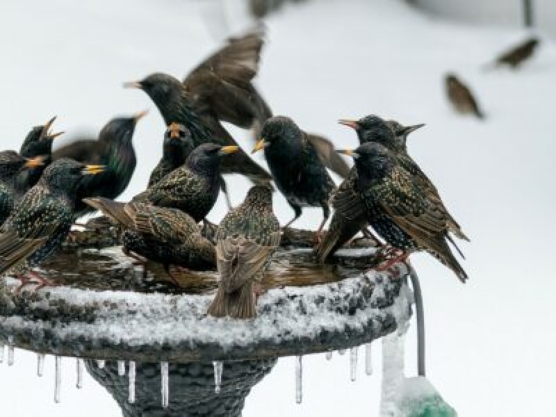 鳥たちを冬を越す方法 - 鳥用の温水浴槽を追加する