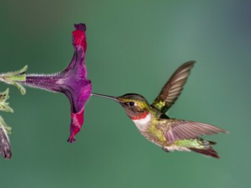鳥は花に受粉しますか - どの鳥が受粉するのかを学びましょう